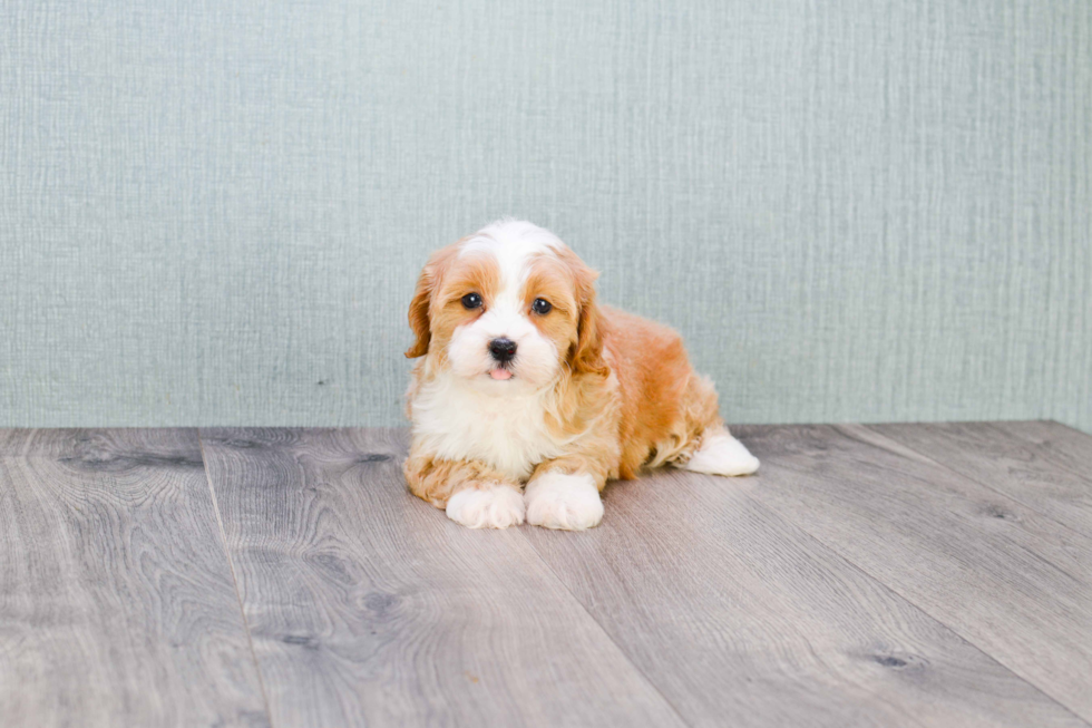 Best Cavapoo Baby