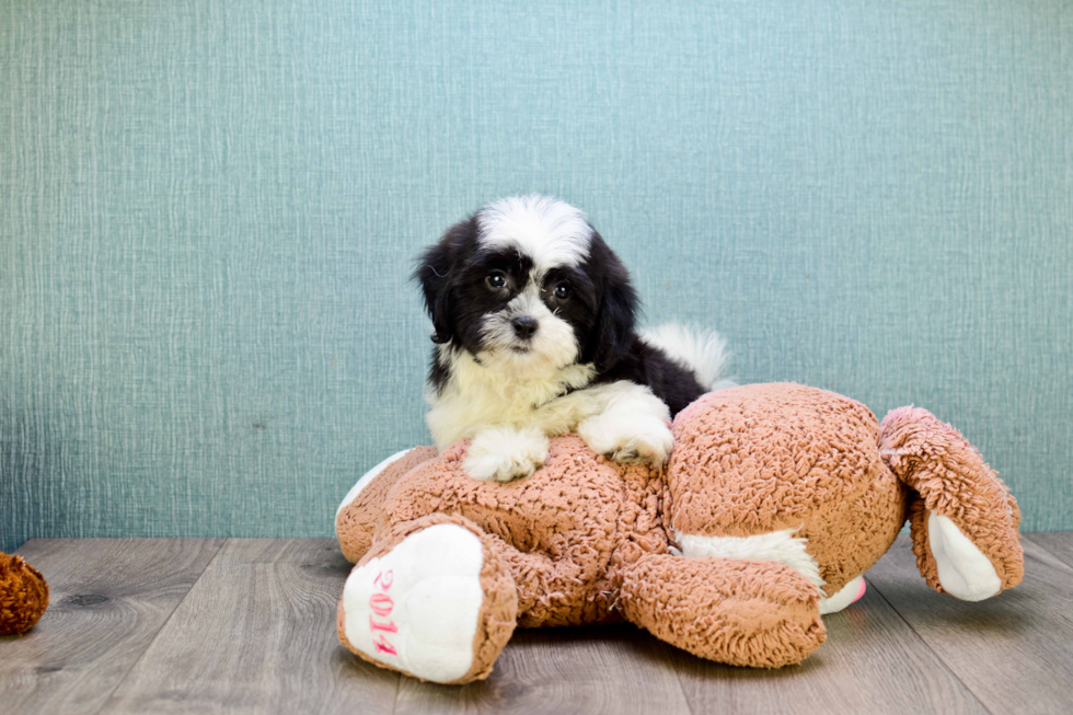 Best Teddy Bear Baby