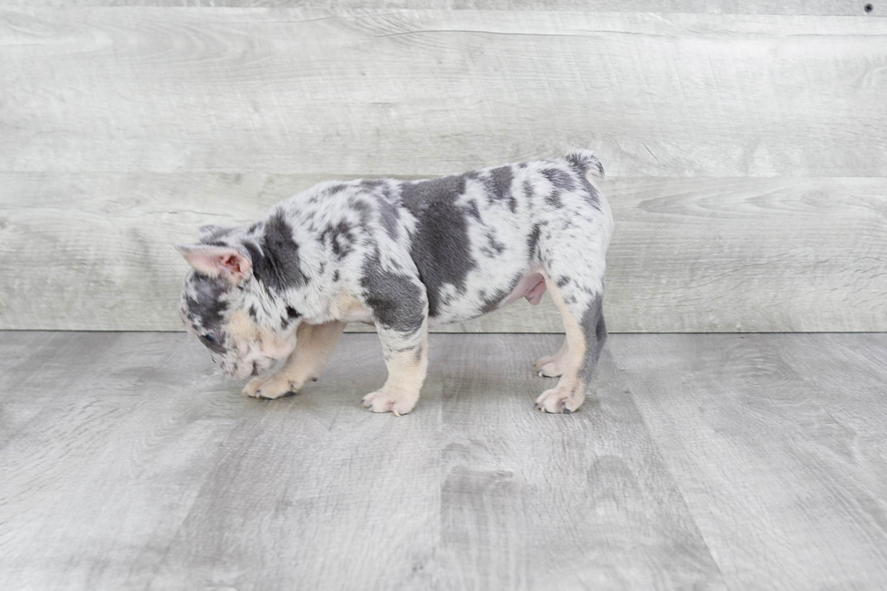 French Bulldog Pup Being Cute