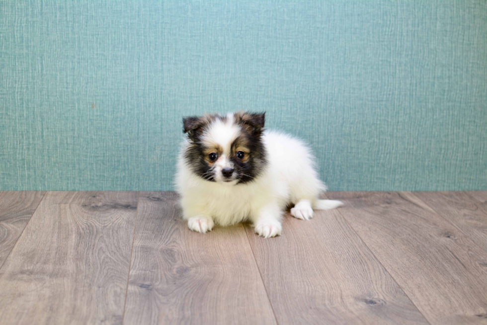 Pomeranian Pup Being Cute