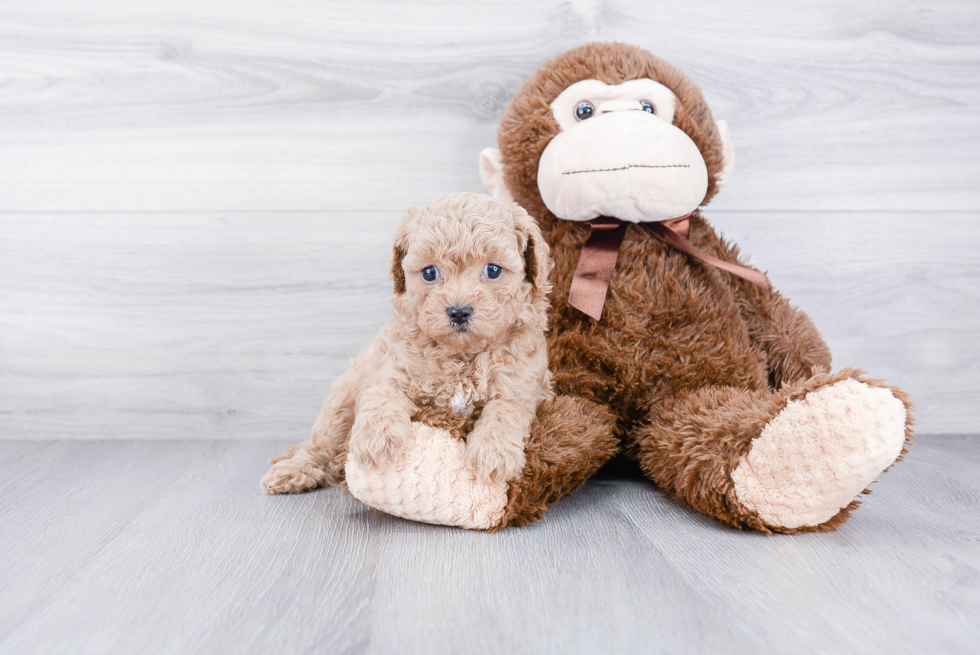 Cavapoo Pup Being Cute