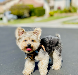 Yorkichon Puppies For Sale - Premier Pups
