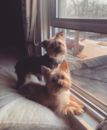 Puppy For Sale Premier Pups Puppy For Sale Premier Pups