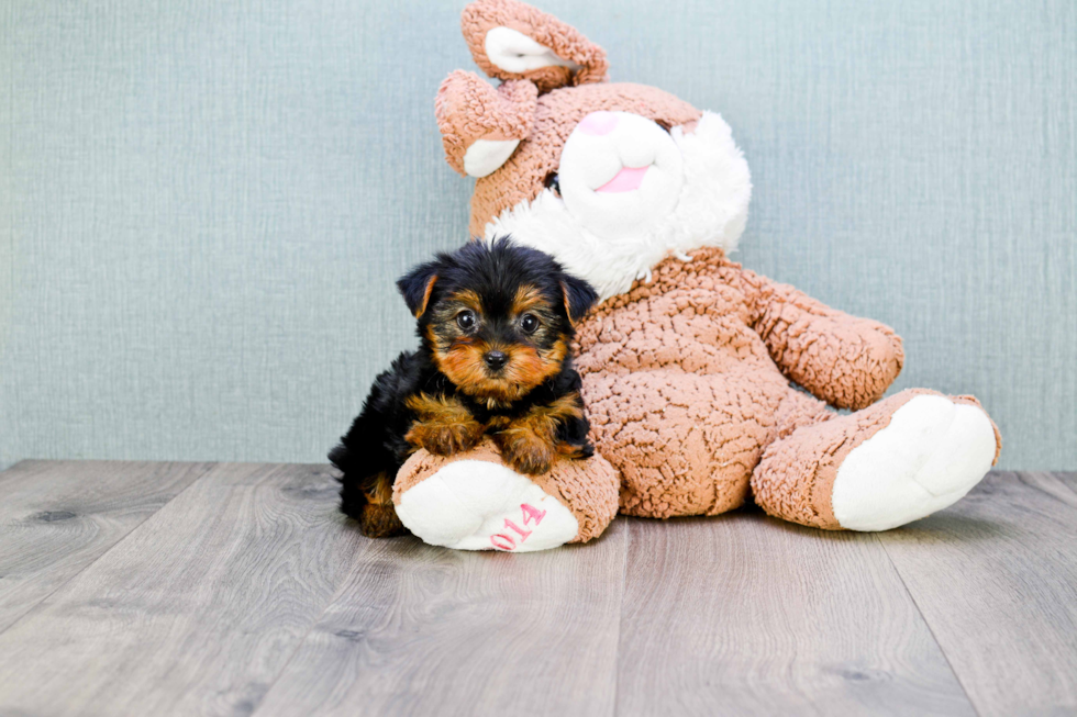 Meet Twinkle - our Yorkshire Terrier Puppy Photo 