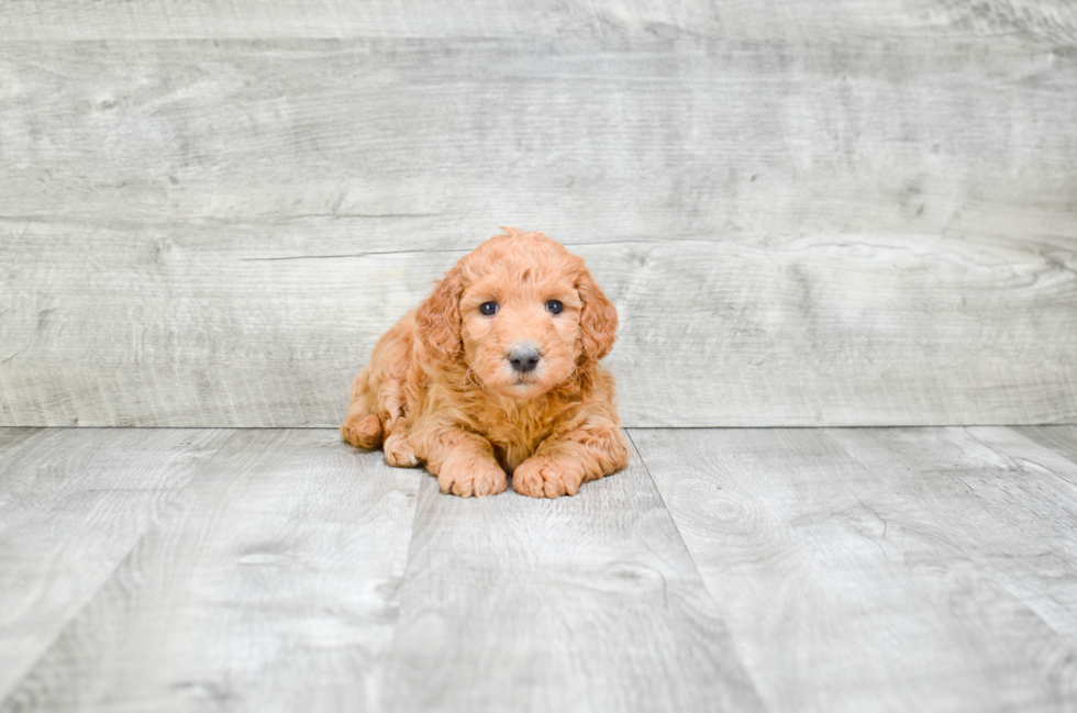 Funny Mini Goldendoodle Poodle Mix Pup