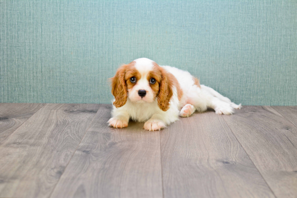 Cavalier King Charles Spaniel Pup Being Cute