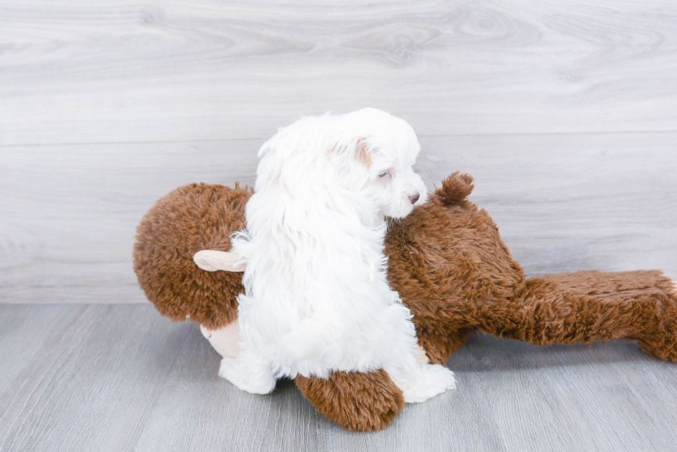 Havanese Puppy for Adoption