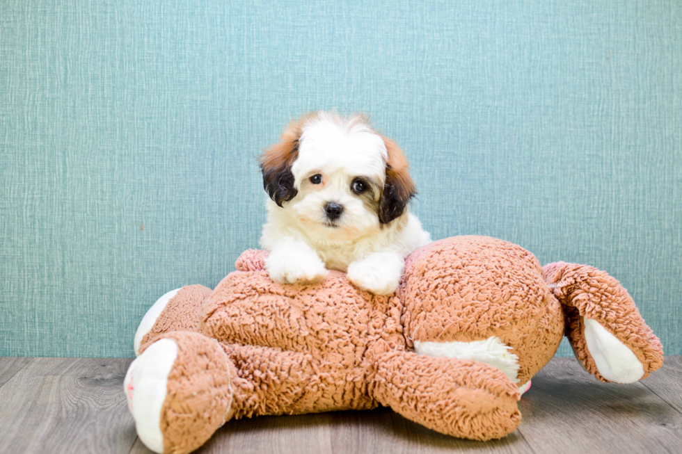 Small Teddy Bear Baby