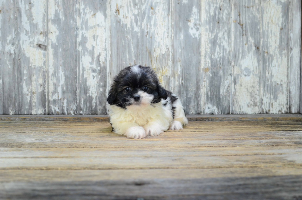 Hypoallergenic Shi Chon Designer Puppy