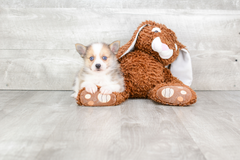 Small Pomsky Baby