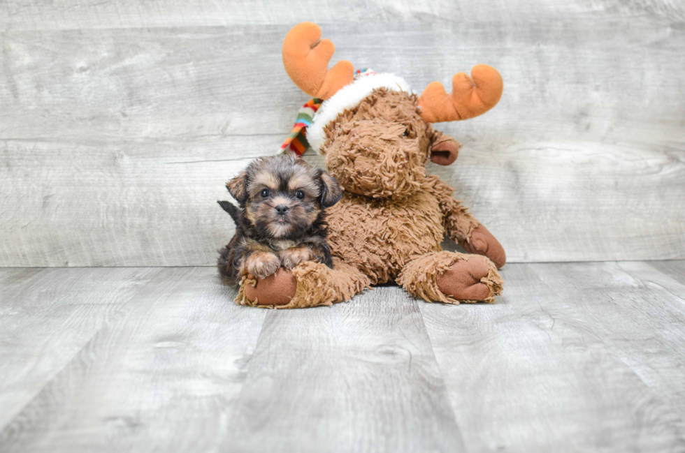 Shorkie Puppy for Adoption