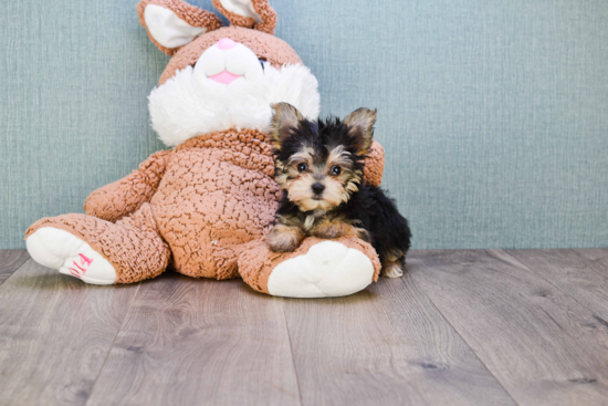 Petite Morkie Designer Pup