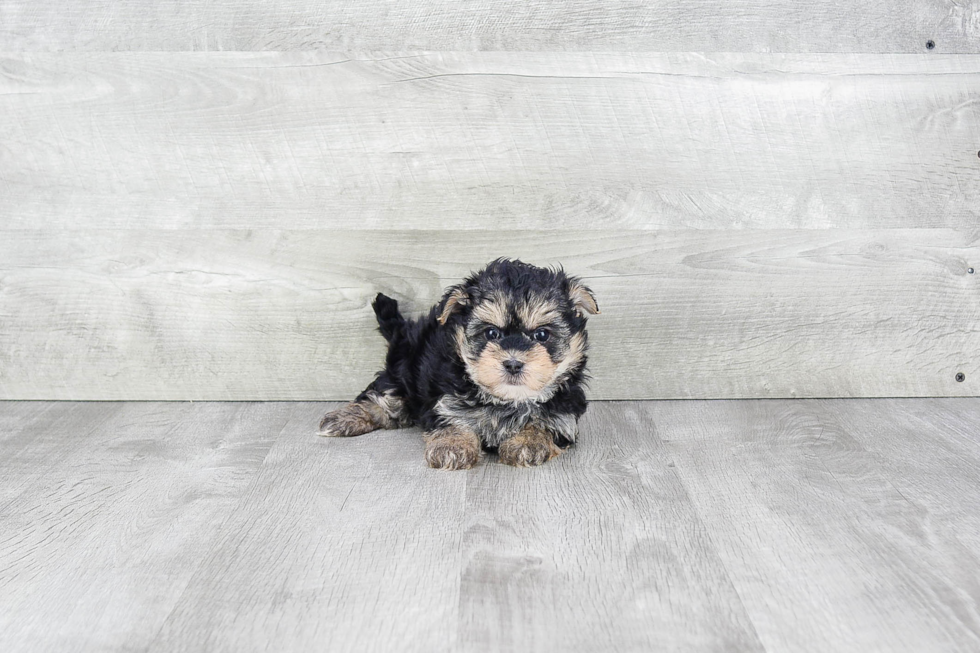 Sweet Morkie Baby
