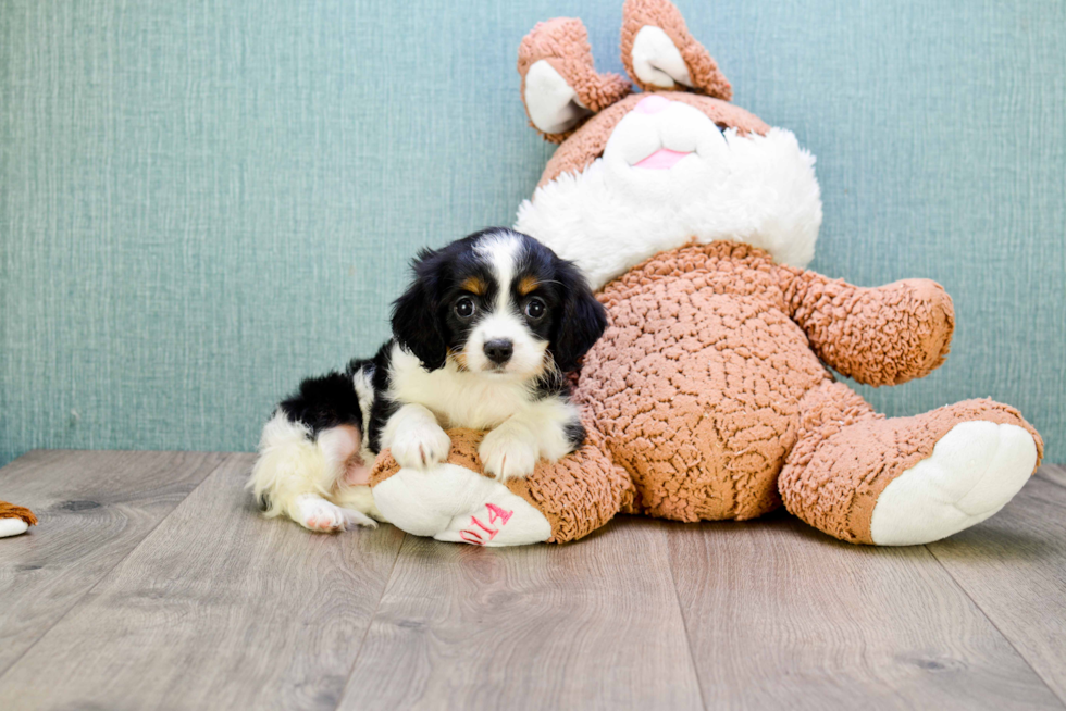 Cute Cavachon Baby