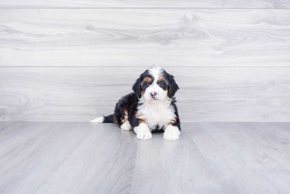 Friendly Mini Bernedoodle Baby