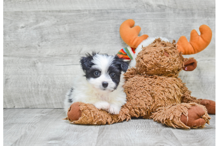 Popular Morkie Designer Pup