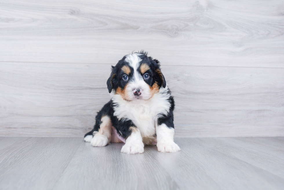 Petite Mini Bernedoodle Poodle Mix Pup