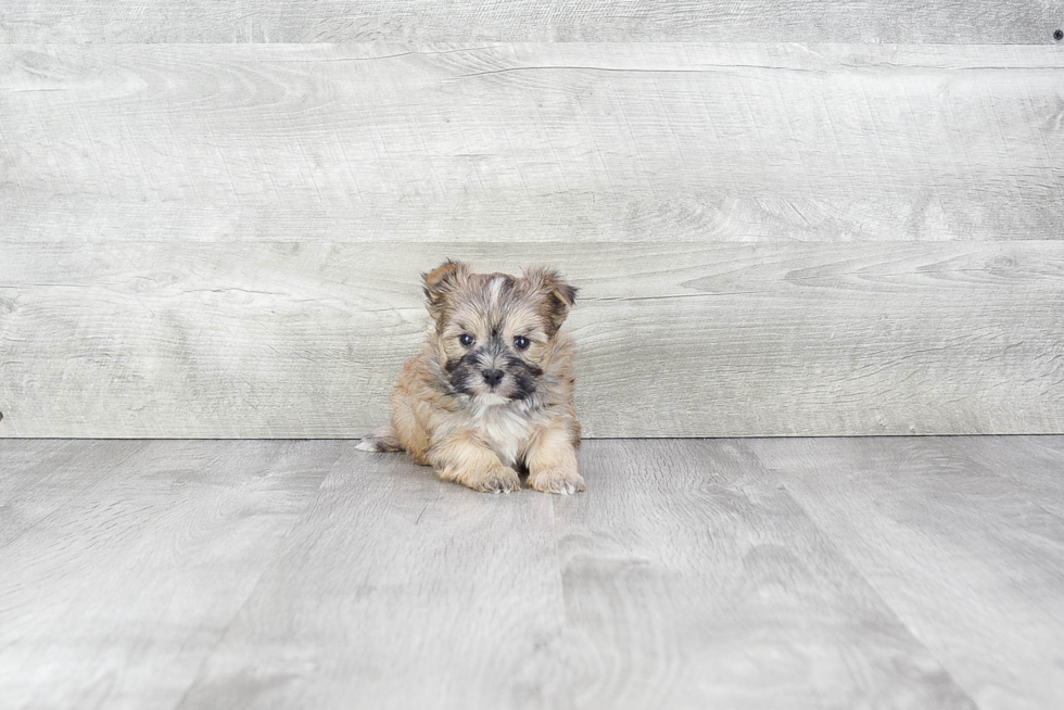 Best Morkie Baby