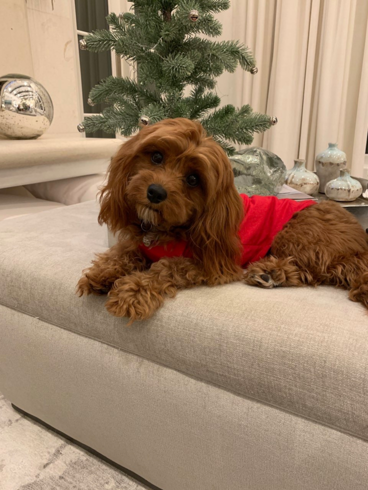 Playful Cavapoo Pup