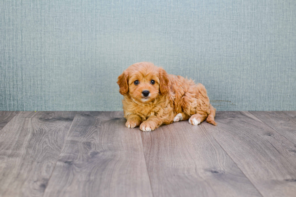 Cavapoo Pup Being Cute
