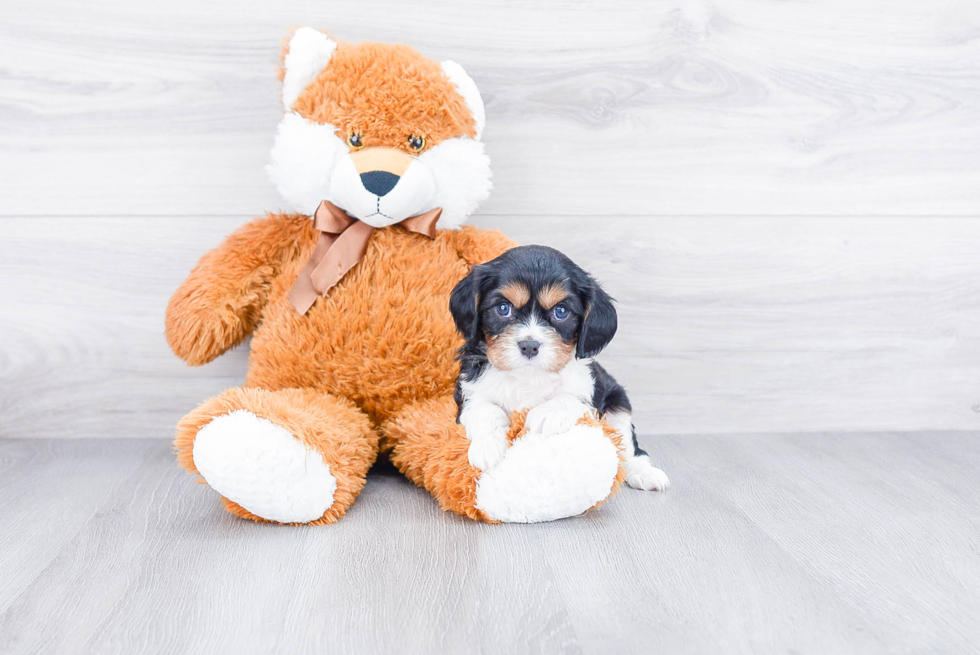 Cavalier King Charles Spaniel Pup Being Cute
