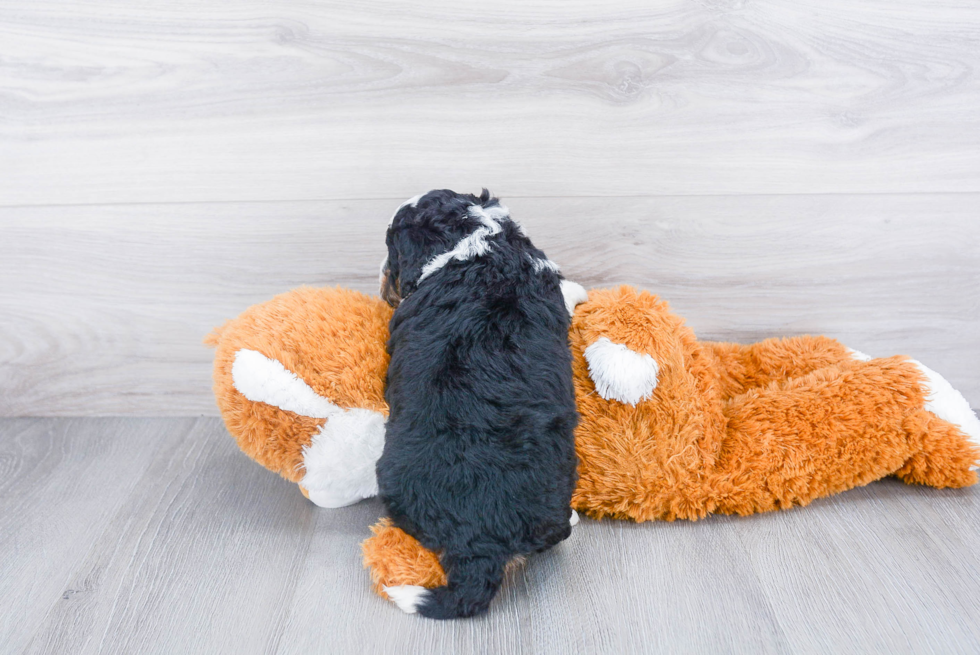 Best Mini Bernedoodle Baby