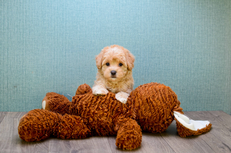 Cute Cavapoo Baby