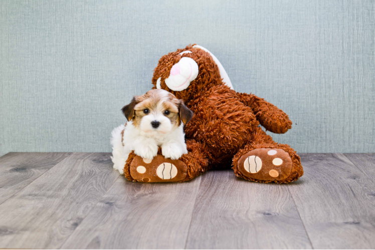 Morkie Pup Being Cute