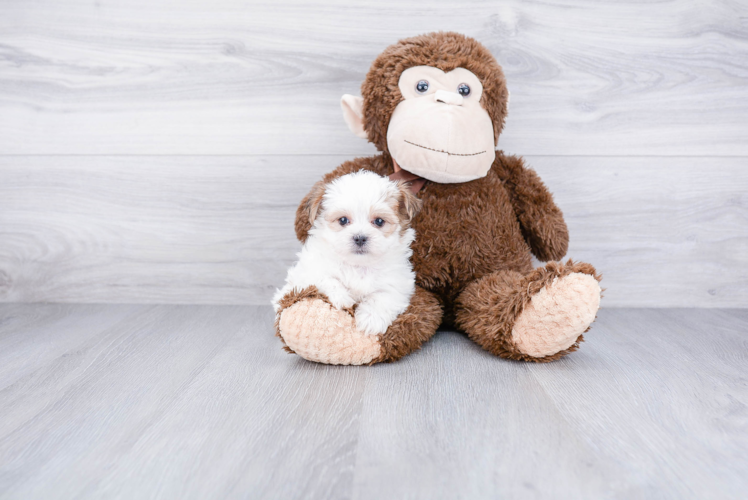 Petite Morkie Designer Pup