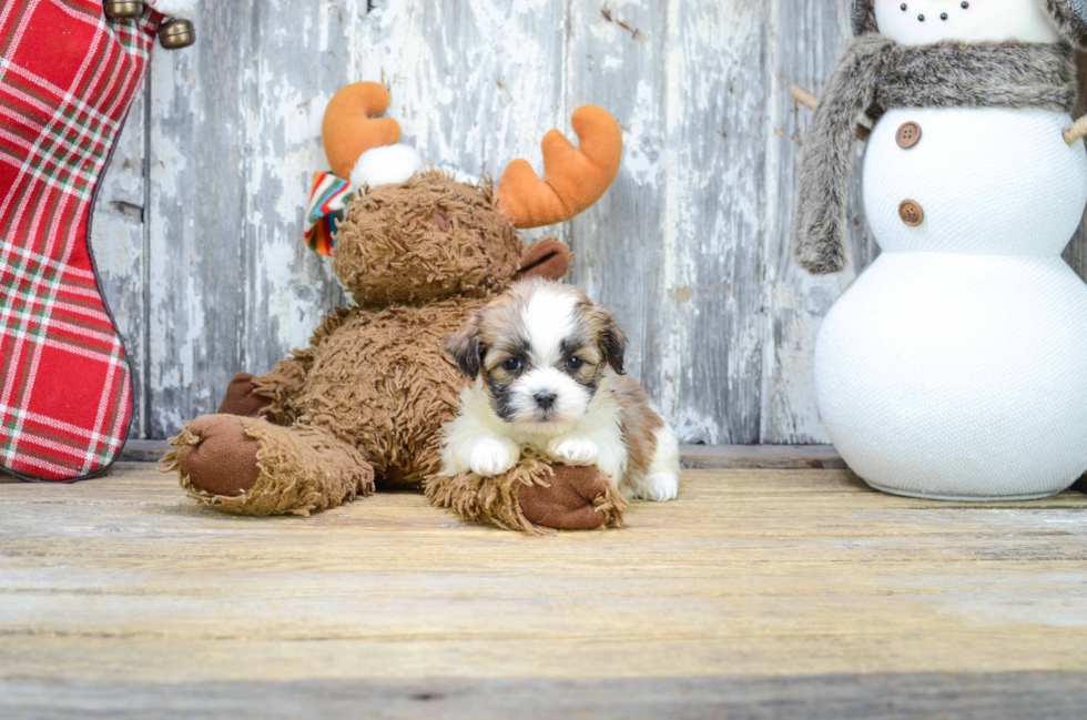 Small Teddy Bear Baby