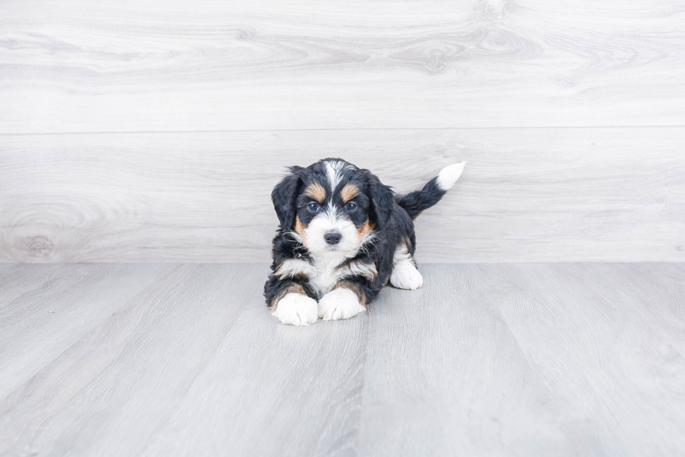 Hypoallergenic Bernadoodle Poodle Mix Puppy