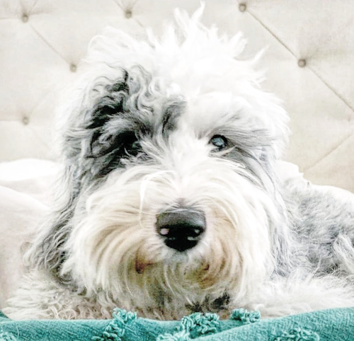 Smart Mini Sheepadoodle Poodle Mix Pup