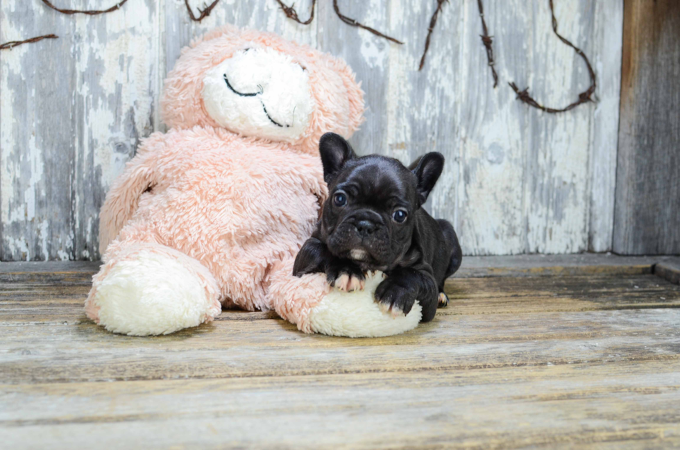 Best French Bulldog Baby
