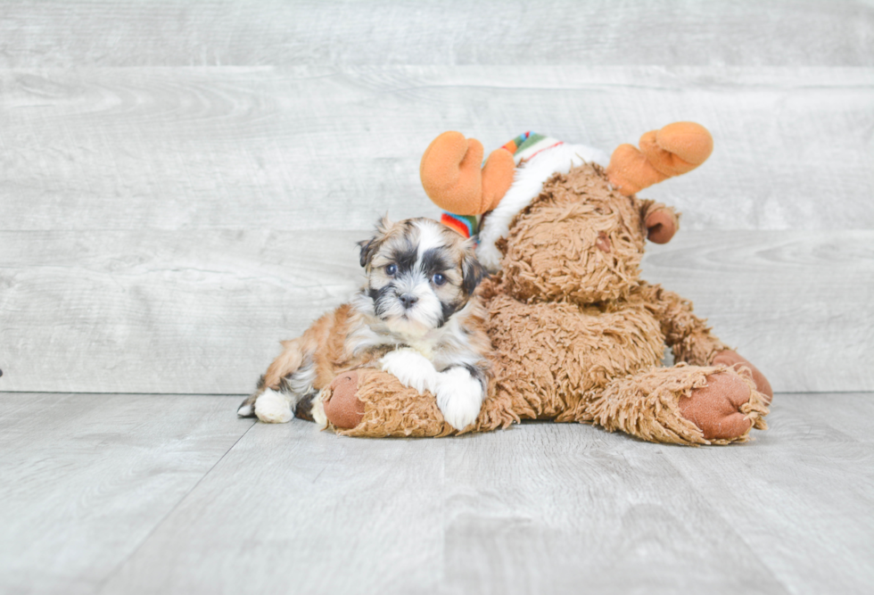 Friendly Havanese Purebred Pup