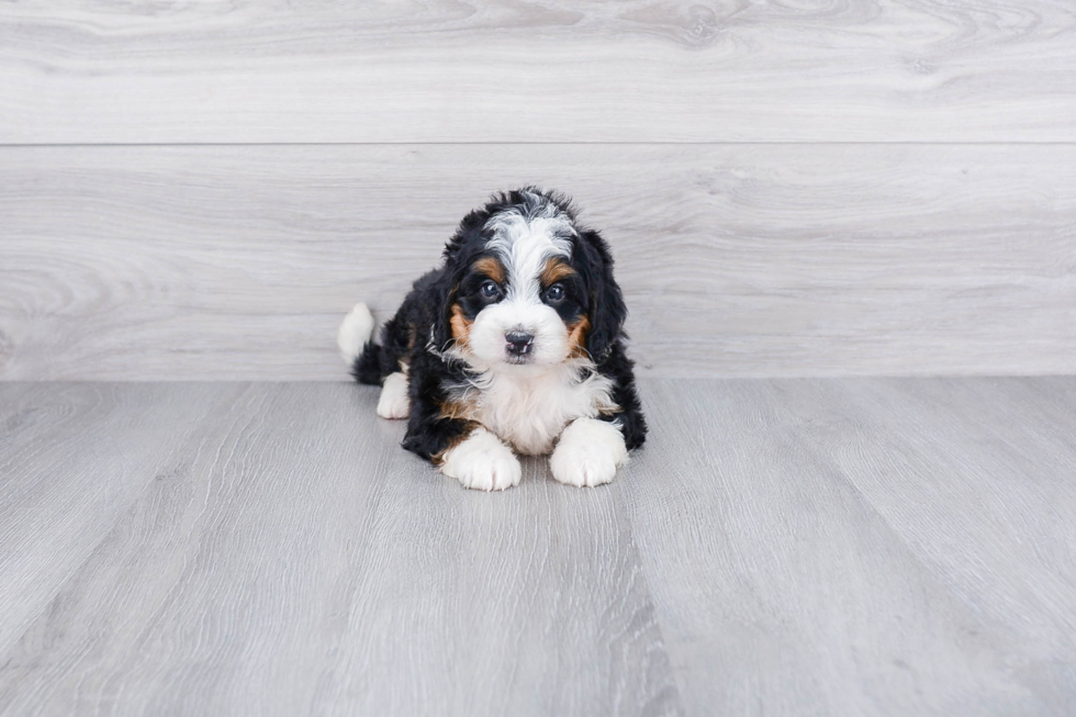 Mini Bernedoodle Pup Being Cute