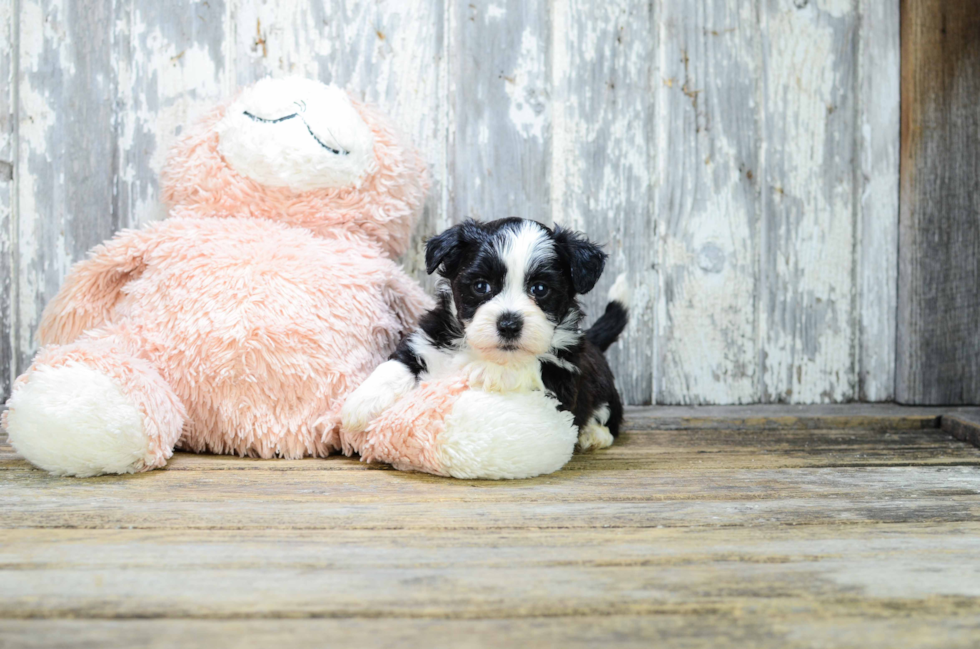 Adorable Shit Designer Puppy