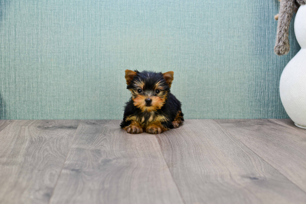 Meet Giselle - our Yorkshire Terrier Puppy Photo 