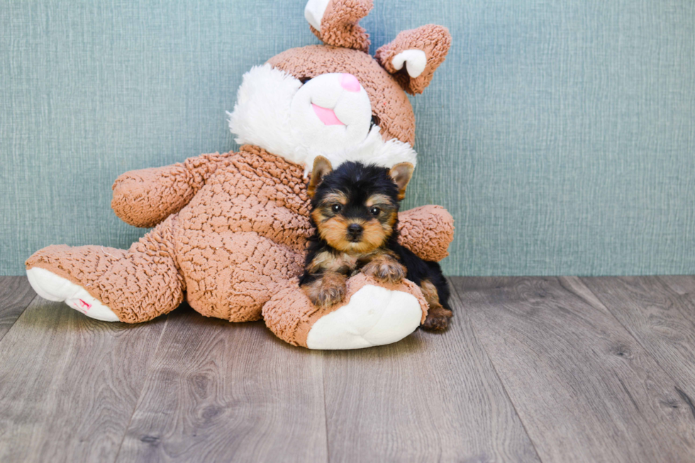 Meet Twinkle - our Yorkshire Terrier Puppy Photo 