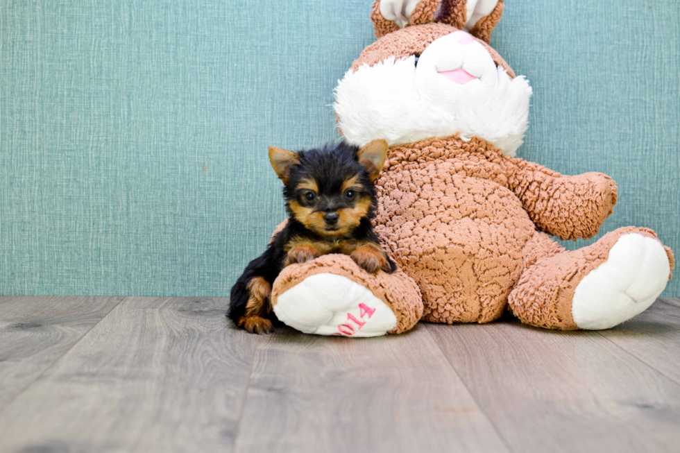Meet Tinkerbell - our Yorkshire Terrier Puppy Photo 