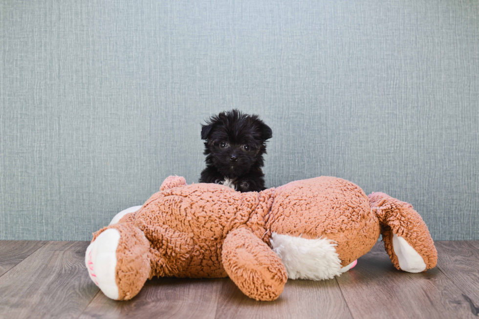 Morkie Pup Being Cute