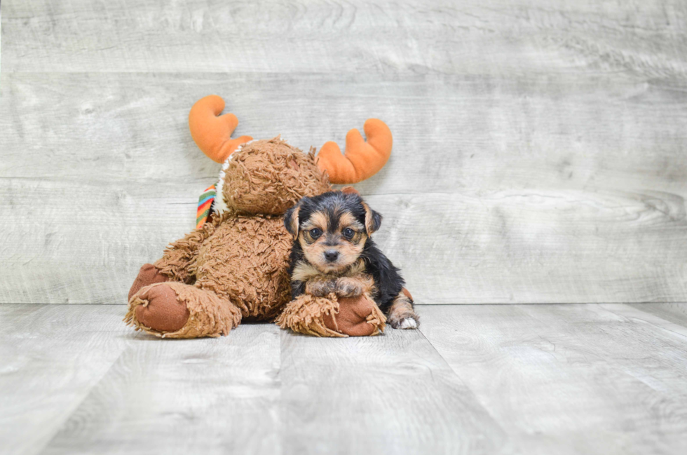 Yorkie Poo Puppy for Adoption