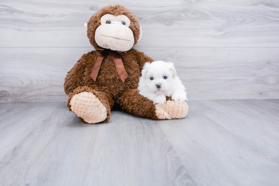 Small Teddy Bear Baby