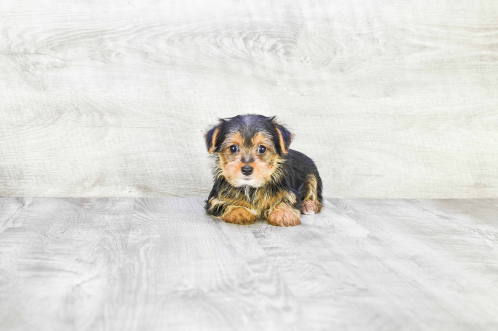 Meet Steph - our Yorkshire Terrier Puppy Photo 