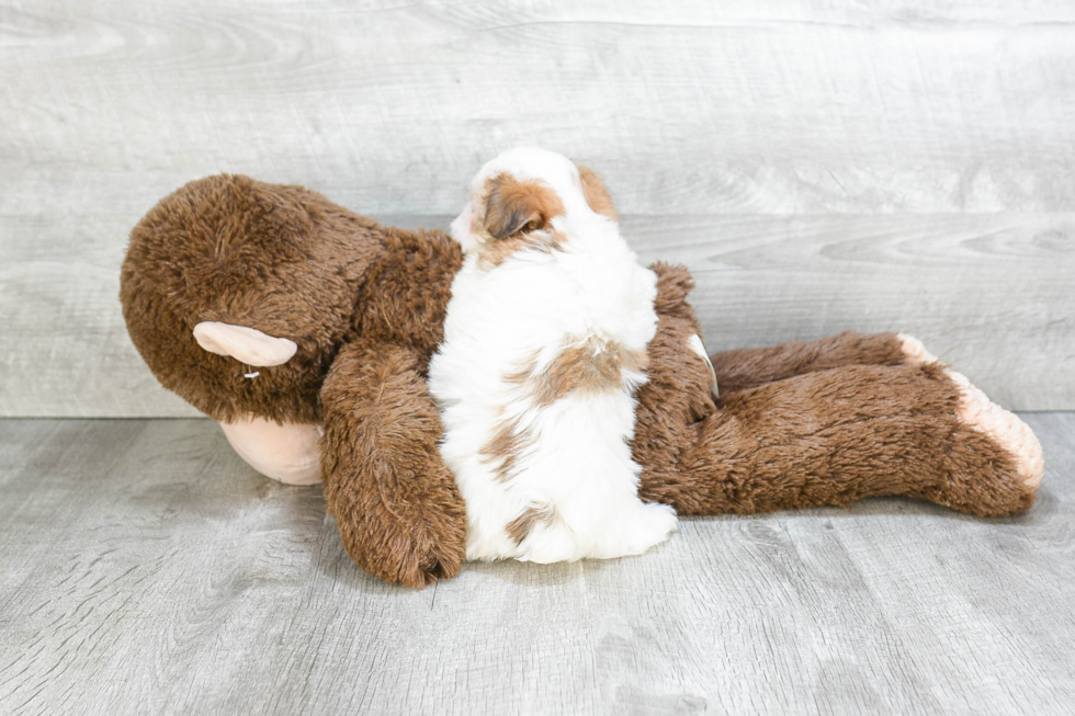 Fluffy Morkie Designer Pup