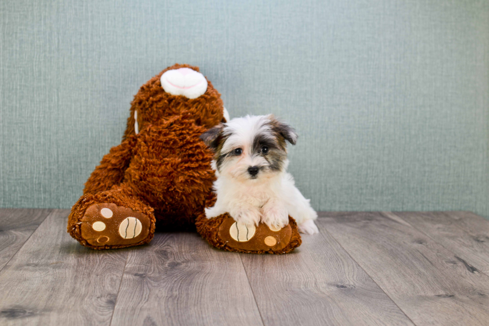 Sweet Morkie Baby