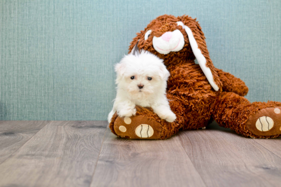 Cute Maltese Purebred Puppy