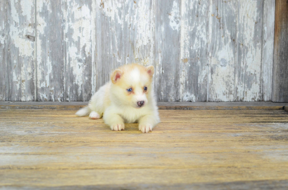 Petite Pomsky Designer Pup