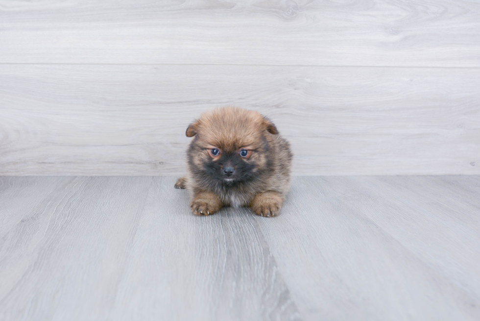 Popular Pomeranian Baby