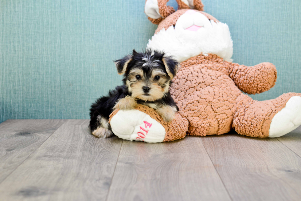Best Morkie Baby
