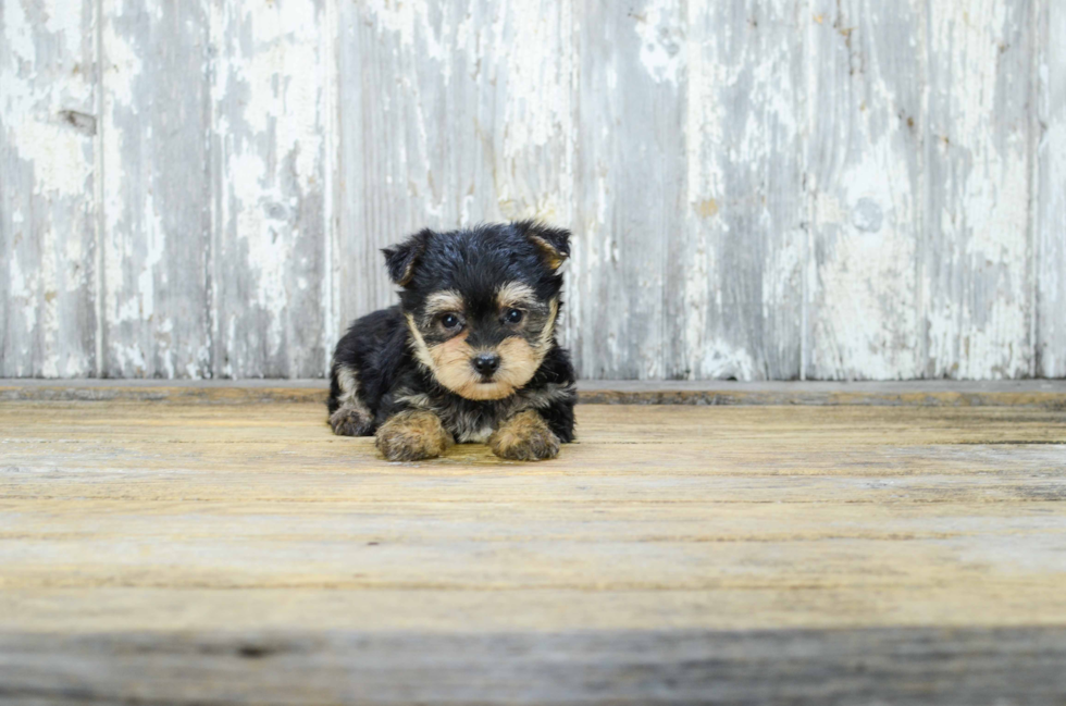 Adorable Yorkie Designer Puppy